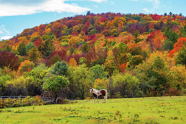 Autumn scene in Vermont by Ann Moore Autumn scene in Vermont by Ann Moore