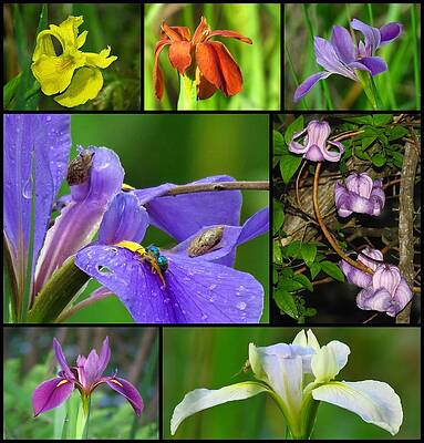 Lake Martin Collage by Betty Berard Lake Martin Collage by Betty Berard