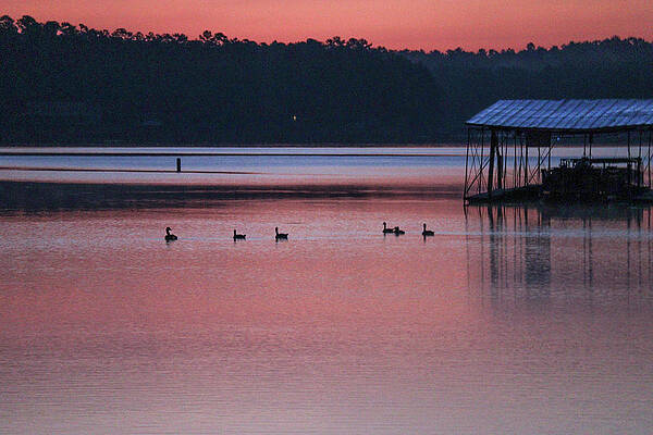 A 6 Goose Lake Swim by Ed Williams A 6 Goose Lake Swim by Ed Williams