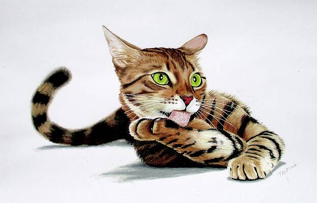 How to Draw a Cat (Bengal) - YouTube