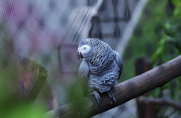 Wall Art - Photograph - Seductive view of Grey parrot by Vaclav Sonnek