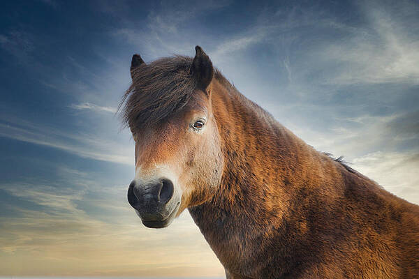 A beautiful noble animal the Konik horse by Wendy Vastenhouw