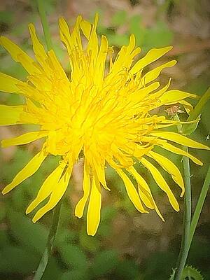 A Brightness of Yellow by Mario MJ Perron A Brightness of Yellow by Mario MJ Perron