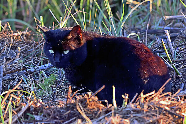 A Cat in the Wild - Alviso, San Jose by Bipul Haldar A Cat in the Wild - Alviso, San Jose by Bipul Haldar