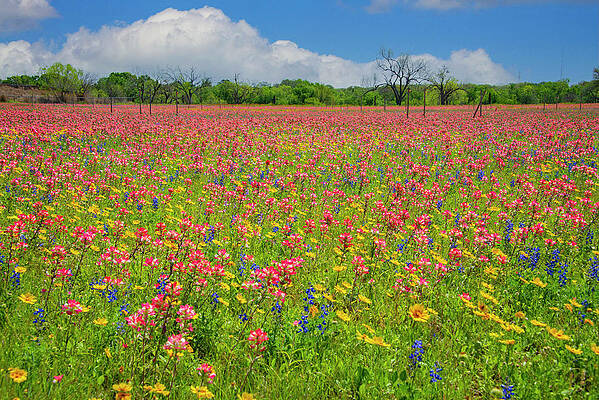 A Colorful Spring by Lynn Bauer A Colorful Spring by Lynn Bauer
