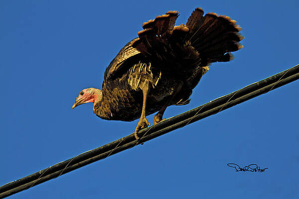 A Confused Turkey by David Salter A Confused Turkey by David Salter