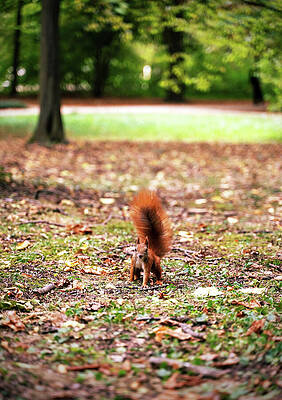 Wall Art - Photograph - A curious red squirrel stands on a forest floor covered in fallen leaves, surrounded by trees and greenery. Its bushy tail is raised as it looks towards the camera. by Arpan Bhatia