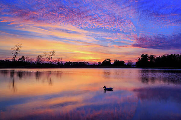 A Duck At Sunset by James Eddy A Duck At Sunset by James Eddy