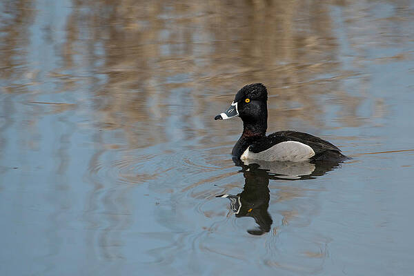  Photograph - A Fancy Bill by Robert Potts