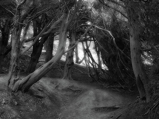 A Glow on Weston's Path by Wayne King A Glow on Weston's Path by Wayne King