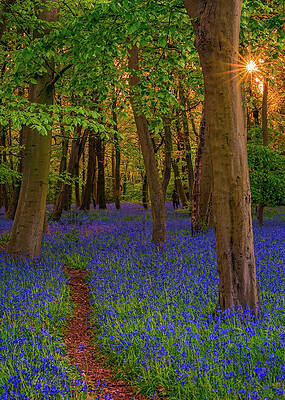 A jogger at sunset in Epping forest in London. by George Afostovremea A jogger at sunset in Epping forest in London. by George Afostovremea