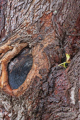 A Leaf and It's Tree by Joan Bertucci A Leaf and It's Tree by Joan Bertucci