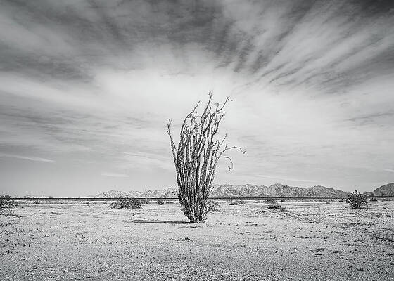 A lone ocotillo by the railroad tracks by Alessandra RC A lone ocotillo by the railroad tracks by Alessandra RC