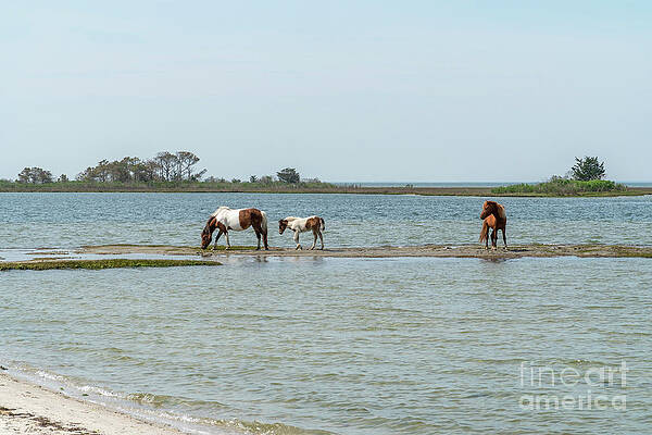 A mare, foal and stallion in the saltwater marsh in the Maryland by William Kuta A mare, foal and stallion in the saltwater marsh in the Maryland by William Kuta