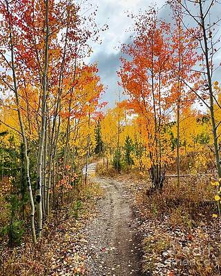 Wall Art - Photograph - A Path Through Fall by Saving Memories By Making Memories