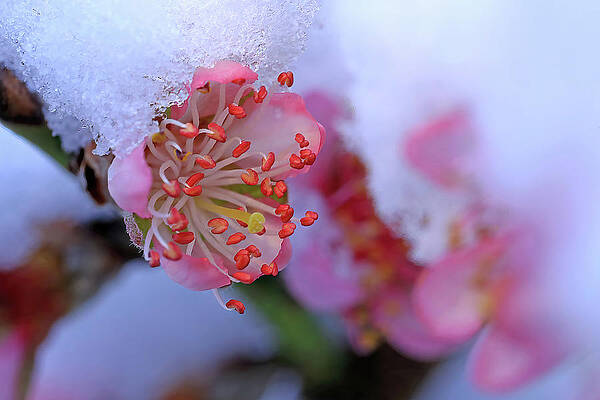 A Peach Blossom in Snow by Shixing Wen A Peach Blossom in Snow by Shixing Wen