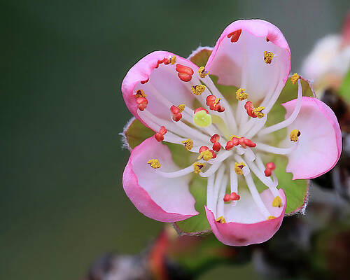 A Peach Blossom by Shixing Wen A Peach Blossom by Shixing Wen