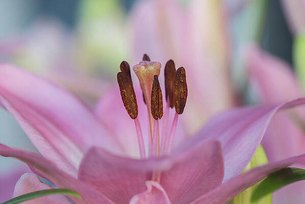 Wall Art - Photograph - A Pink Lily of Springtime by Nancy Gleason