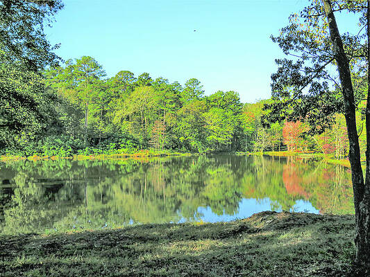 Wall Art - Photograph - A Pond Full Of Trees by Ed Williams