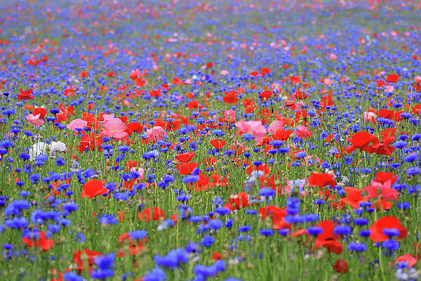 A Poppy Field by Shixing Wen A Poppy Field by Shixing Wen