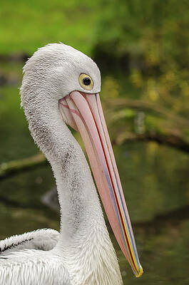 A portrait shot of an Australian Pelican by Deepak Sundar