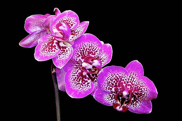 A Purple Orchid by Loren Gilbert A Purple Orchid by Loren Gilbert