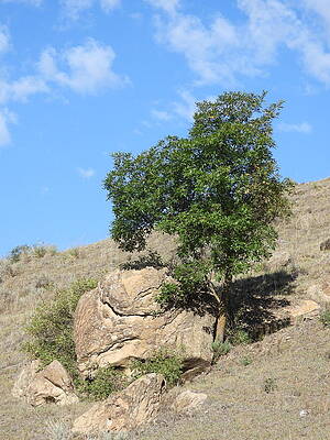 A Rock and A Tree by Amanda R Wright A Rock and A Tree by Amanda R Wright