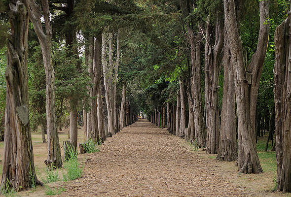 A row of trees in the middle of the forest by Jonathan Lopez