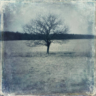 A Single Tree by Joy Sussman by Joy Sussman A Single Tree by Joy Sussman by Joy Sussman