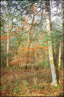 Wall Art - Photograph - A Splash of Color in the Forest by Bob Decker