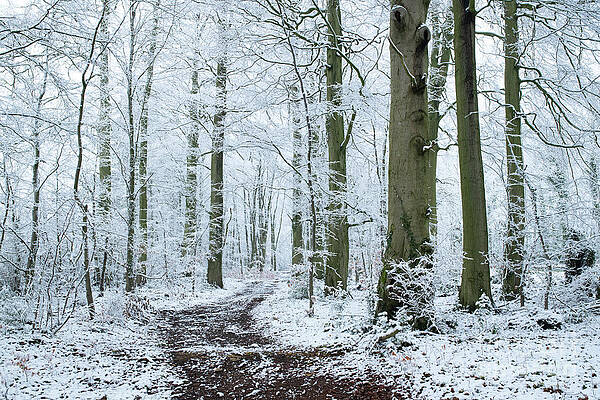A Touch of Snow by Tim Gainey A Touch of Snow by Tim Gainey