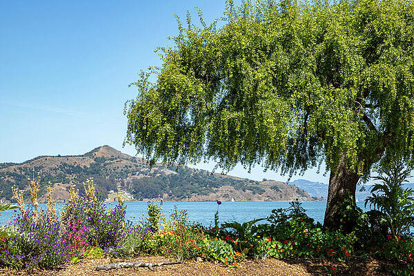 Wall Art - Photograph - A Tree in Sausalito  by Bonnie Follett