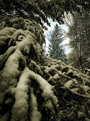 Wall Art - Photograph - A tree through trees by Jim Feldman