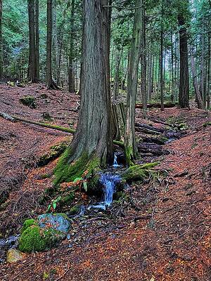 A Walk in the Woods by Jerry Abbott A Walk in the Woods by Jerry Abbott