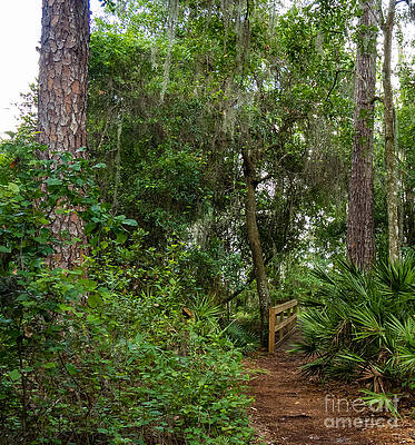 Wall Art - Photograph - A Walk in the Woods by L Bosco