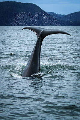 A whale of a tail by Stephanie Hobbs A whale of a tail by Stephanie Hobbs