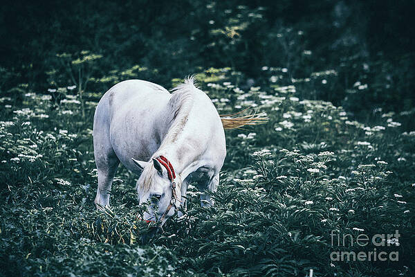 A white horse grazes on a meadow II by Dimitar Hristov A white horse grazes on a meadow II by Dimitar Hristov