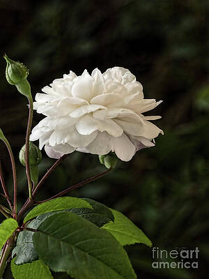 Wall Art - Photograph - A White Rose by Elaine Teague