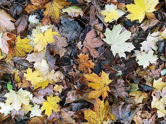 Wall Art - Photograph - Abstract background leaves pattern ,colorful fallen leaves in fall before winter. by Arpan Bhatia