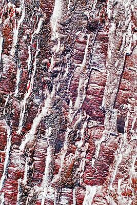 Wall Art - Digital Art - Abstract - Bark up close by Bruce Block