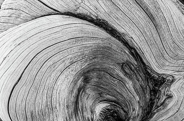 Abstract details on tree trunk. Lines and textures by Michalakis Ppalis Abstract details on tree trunk. Lines and textures by Michalakis Ppalis