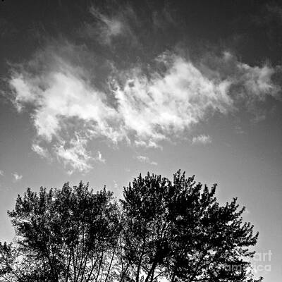 Wall Art - Photograph - Abstract Illuminated Clouds Silhouetted Trees - Square by Frank J Casella