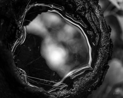 Abstract Nature Reflection BW by David Gordon Abstract Nature Reflection BW by David Gordon