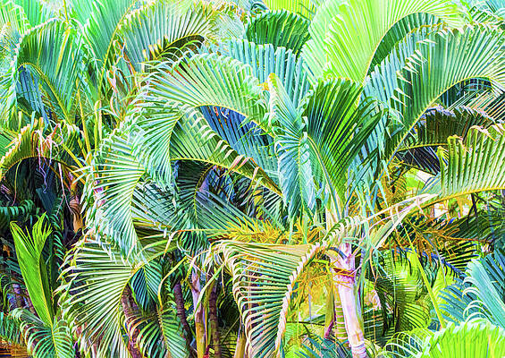 Abstract Of The Palms by Gary Slawsky Abstract Of The Palms by Gary Slawsky