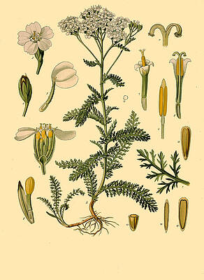 Achillea Millefolium Print by Walther Otto Mueller