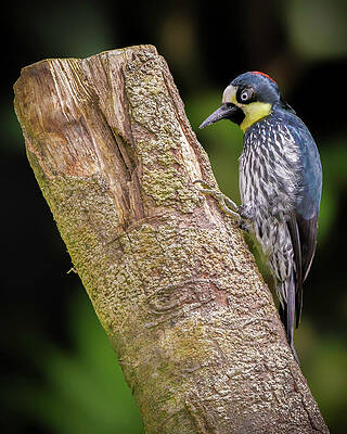 Wall Art - Photograph - Acorn Woodpecker by Adam Rainoff