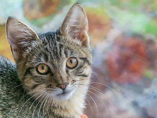 Adorable Tabby Kitten with Yellow eyes by Jean Noren Adorable Tabby Kitten with Yellow eyes by Jean Noren