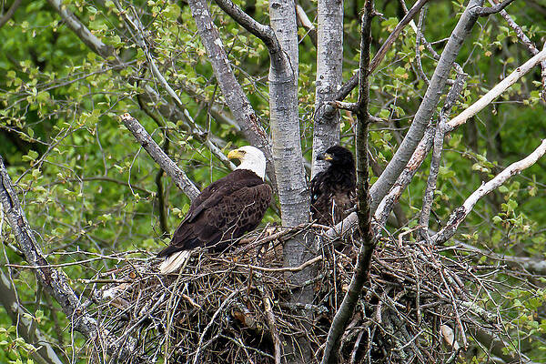 Adult eagle and eaglet looking by Dan Friend Adult eagle and eaglet looking by Dan Friend