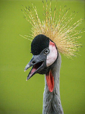 African Crowned Crane by Mark Mille African Crowned Crane by Mark Mille