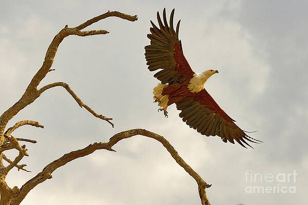 Eagle Soaring Above the Tree Photograph